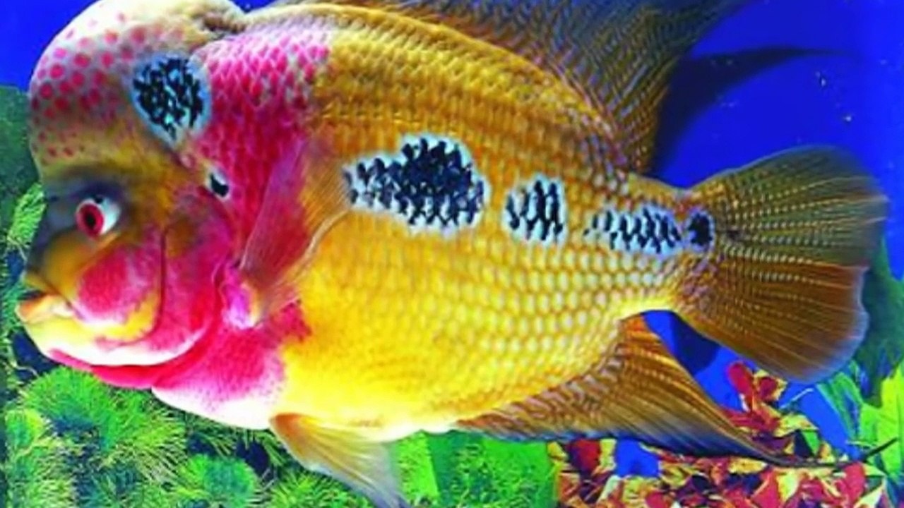 Types of Flowerhorn Fish