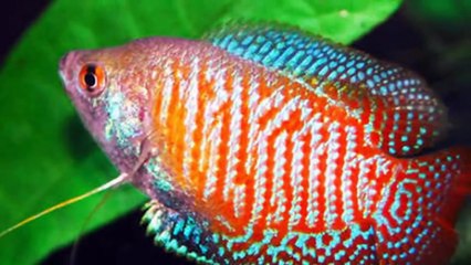 Discover the Different Types of Gourami Fish 🐟