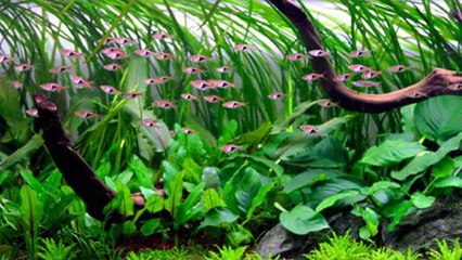 Types of Rasbora Fish