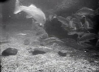 Sea Hunt 1x06 Female Of The Species