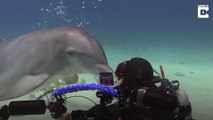 Pucker up! – Adorable moment dolphin kisses diver on the lips 