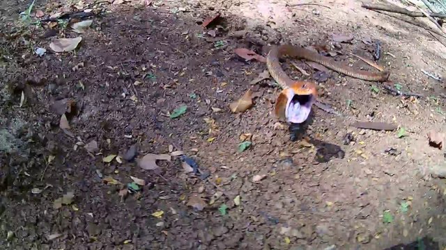 Ce serpent est extremement agressif et pret à mordre