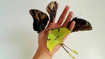 Regardez ces papillons magnifiques