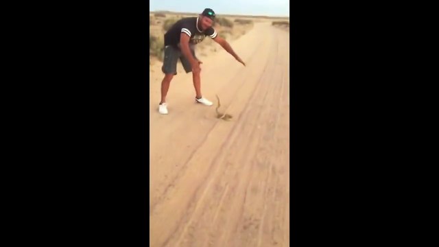 Cet homme n'a pas peur des serpents venimeux! Courageux...