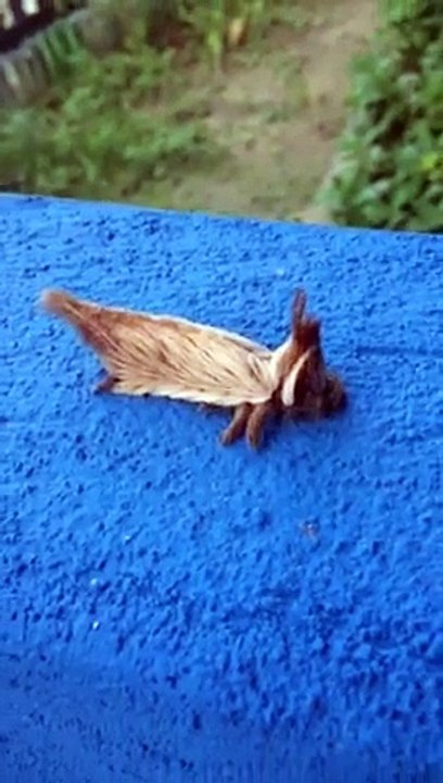 Cet insecte mystérieux et magnifique a été trouvé au brésil