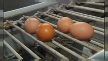 Fipronil, il prezzo delle uova alle stelle