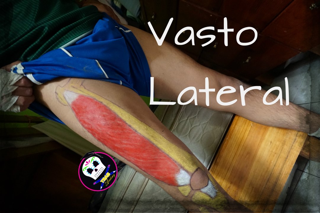 Vasto Lateral/ Anatomia