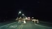 Driver Encounters Moose Family On Highway in Anchorage, Alaska