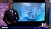 Cat Found Dead at Shelter Died of Blunt Force Trauma, Police Say