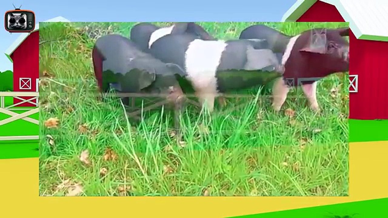 Dźwięk zwierząt kreskówki | Odgłosy zwierząt domowych dla dzieci | odgłosy zwierząt po angielsku