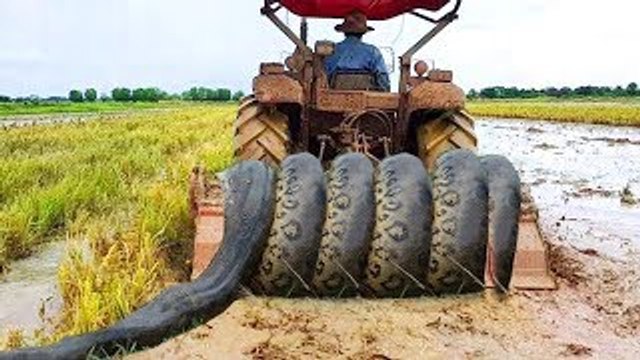Terrifying!!! Three Kids Catch Biggest Snakes Nearby My Tractor While Ploughing The Fields