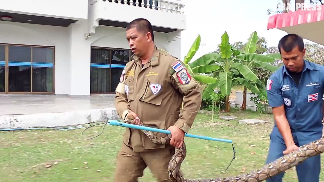 12ft long python found hiding in a washing machine