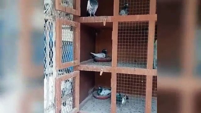 Best high flying pigeons breeding cages & pigeons day ivity ( birds)