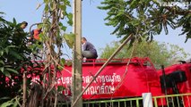 Python caught after wrapping itself around electricity pole