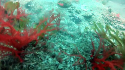 Diving for Megalodon Teeth - Found Huge 6.3 inch tooth!