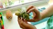 Укоренение и выращивание ананаса в домашних условиях (обновлено)