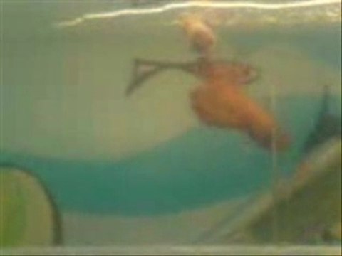 Reproduction betta splendens okashi et niji