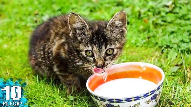 10 Curiosidades Sobre los Gatos | El Plech