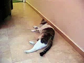 Playful cats and cold dog