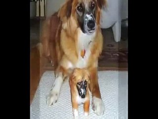 Most Funny Best of Funny cats, cute cats, Top 10 funny dogs, funny animals funniest videos15