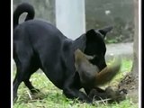 Most Funny Best of Funny cats, cute cats, Top 10 funny dogs, funny animals funniest videos3