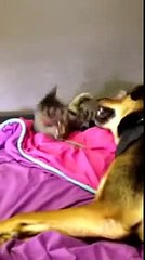 Kitty plays in dogs mouth funny