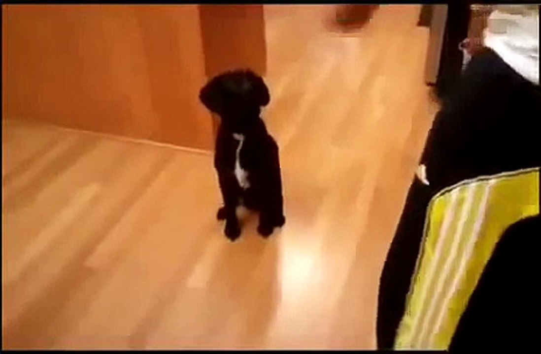 Funny Dog Trick Video1