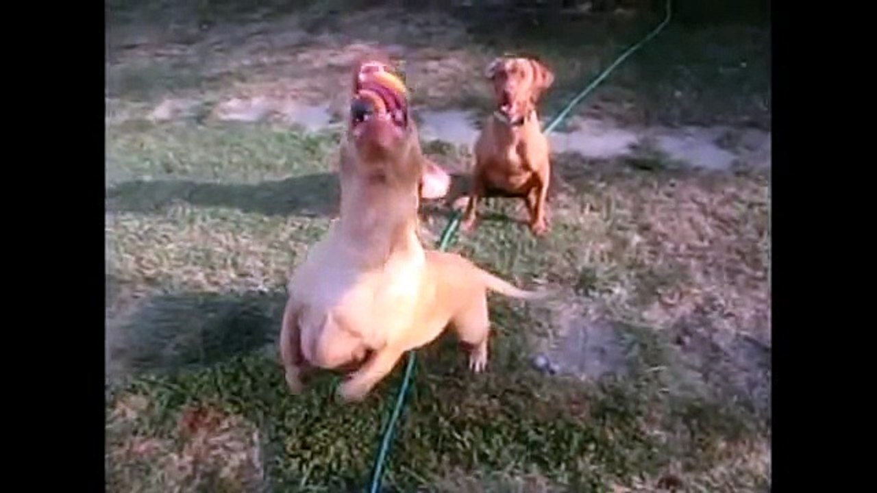 Funny dog slow motion video