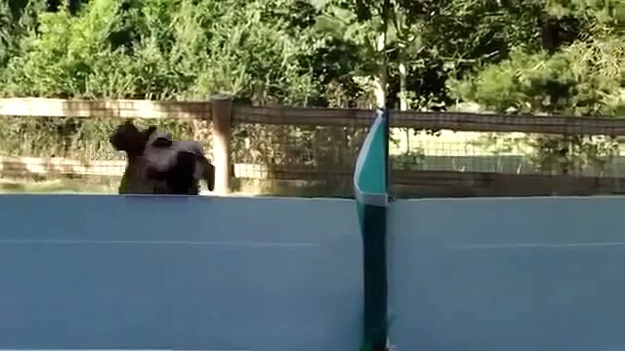 Funny Dog Watching Table Tennis