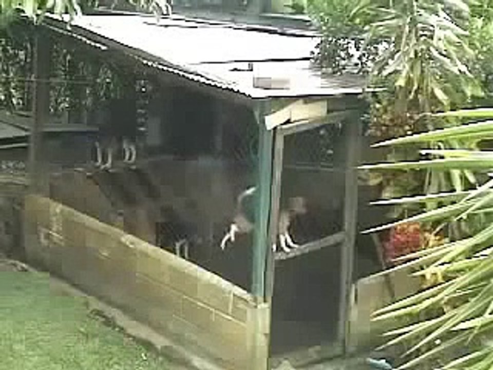 Funny dog prison break Funny Animal Videos