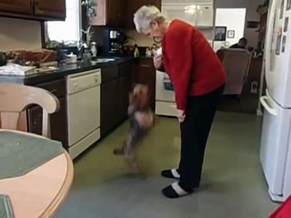 Funny Dog Protecting Owner