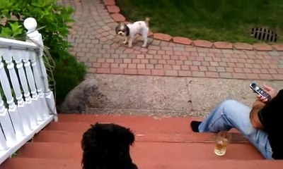 Funny Cockapoo Dogs Barking @ Cement Dog Statue