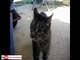 Funny cats, cute cats, funny dogs, funny animals funniest videos15