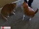 Funny cats, cute cats, funny dogs, funny animals funniest videos6