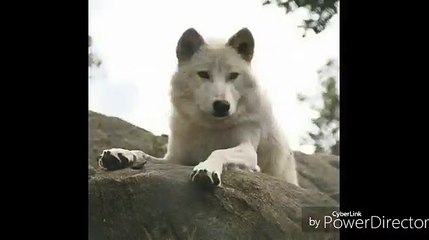 INTRO pour enobrac ncs-VAY1vyuv42U