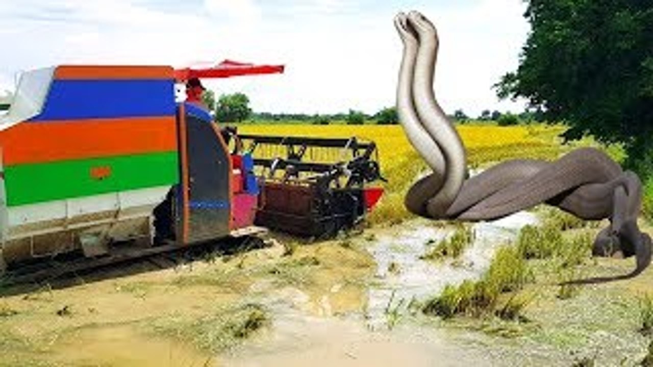 Terrifying!!! Catch Two Biggest Snakes Nearby Tractor by Two Brothers