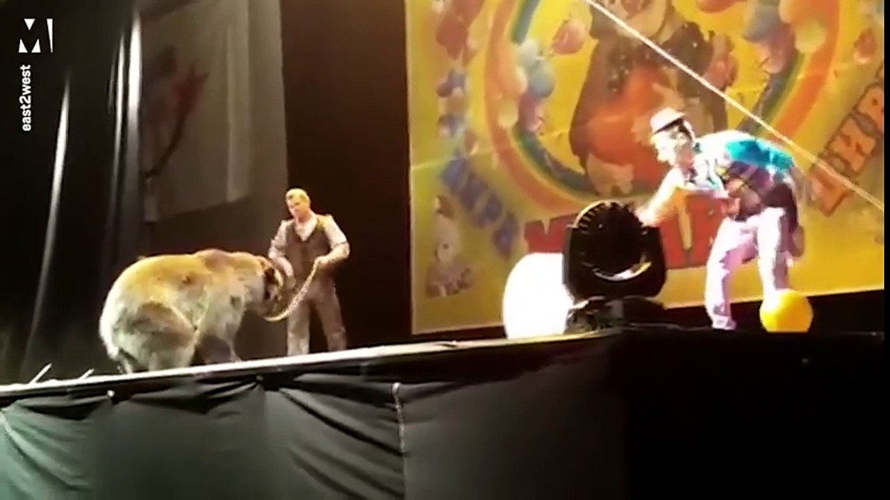 Un dresseur d’ours se fait violemment attaquer par l'animal, en pleine représentation dans un cirque !