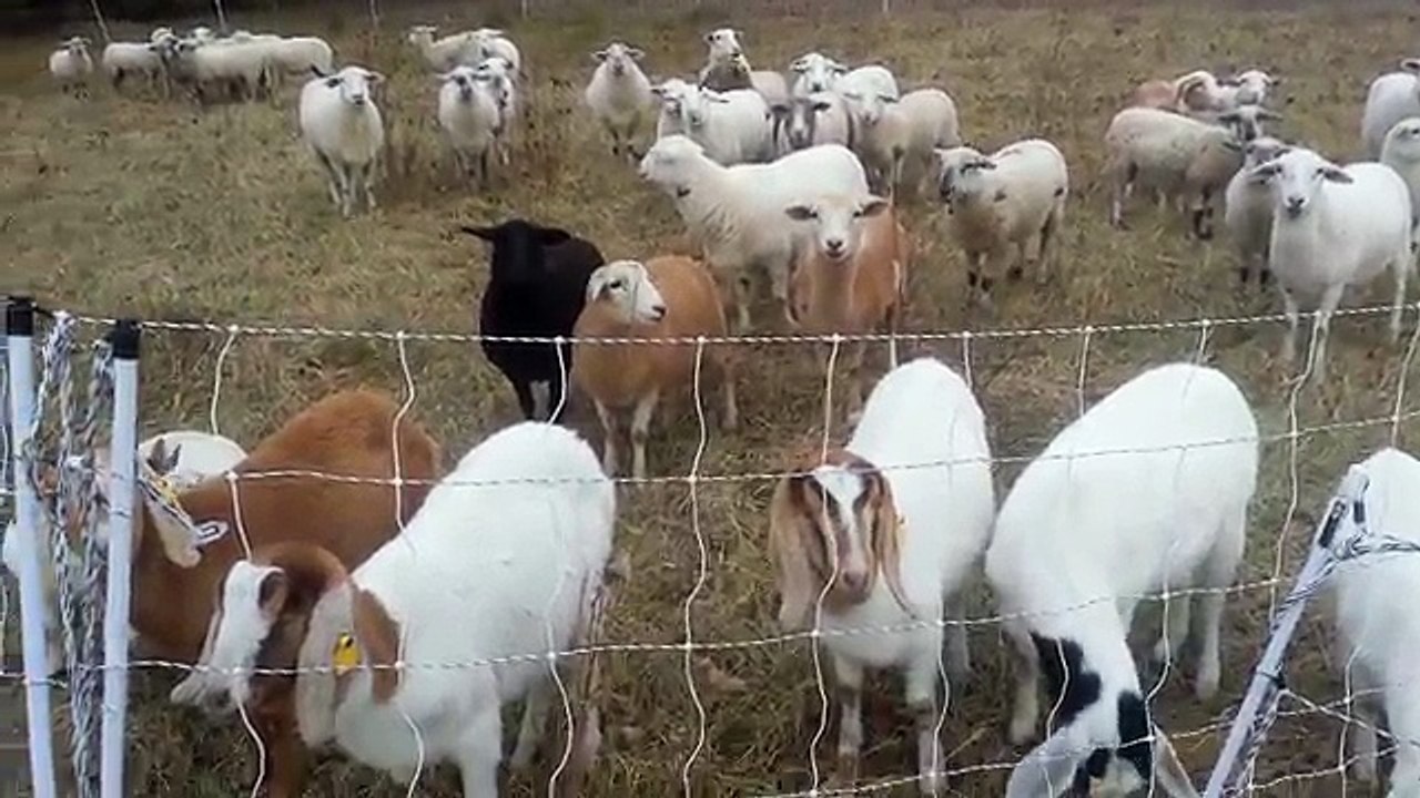 Rotational Grazing with sheep and Goats