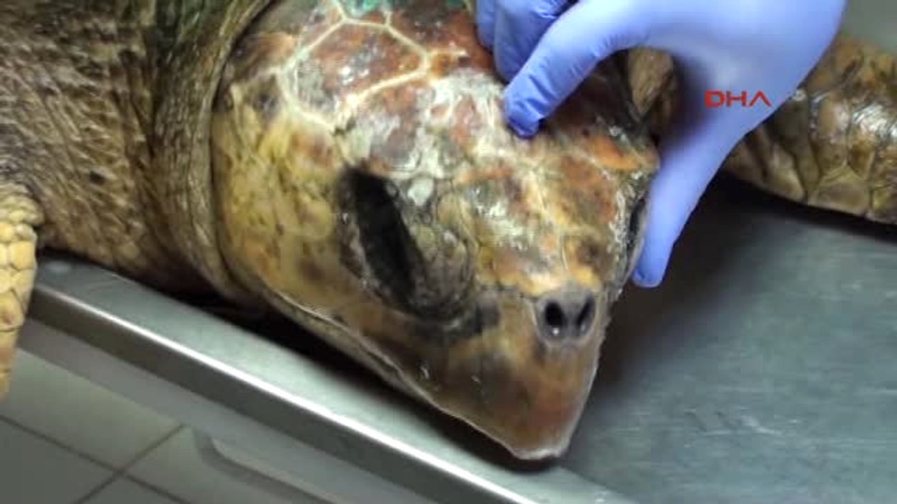 İzmir Oltaya Takılan Caretta Caretta Kurtarıldı
