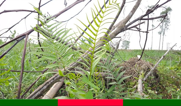 Cây DƯƠNG XỈ chữa bệnh gì? Tác dụng ra sao? | Cây Thuốc Quý