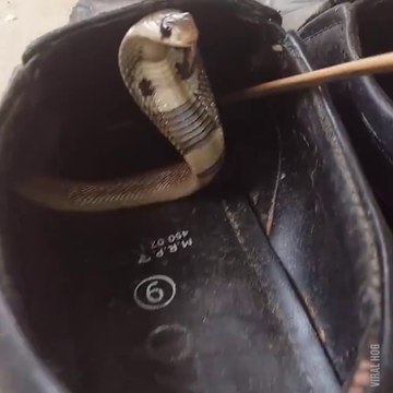 Il trouve un serpent mortel dans sa chaussure... Imaginez si il avait mis le pied dedans!