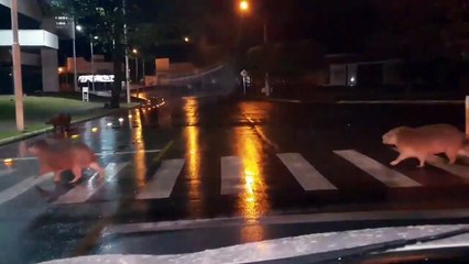 Une famille de Cabiai traverse la route au Mexique en pleine nuit !