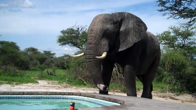 Quand un éléphant défonce ta petite teuf en piscine LOL