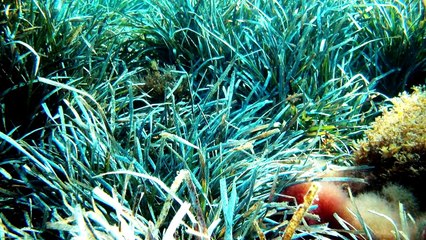 Worlds Deadliest Ocean Animals