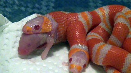 Nyata!!! Penemuan ular berkepala dua