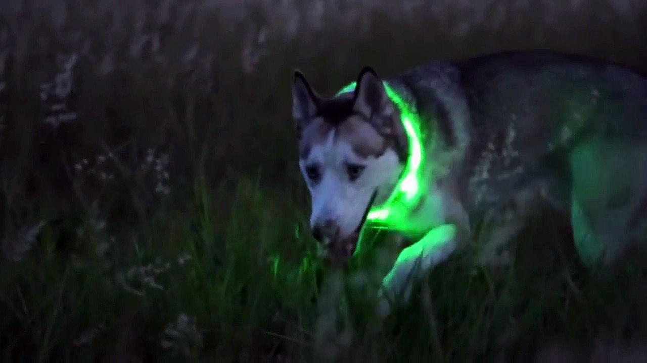 dogled