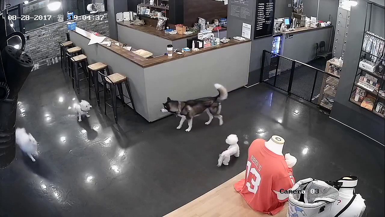 Husky attacks Poodle FULL version