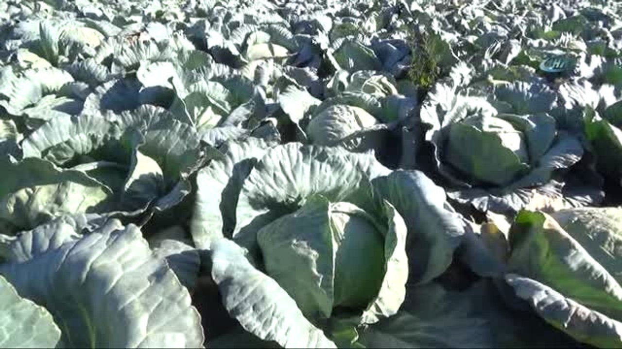 Canan Karatay: "Lahana Turşusu, Dünyanın En Önemli Tıbbi Malzemelerinden Biri"