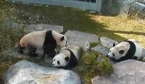 Just A Supercut Of Panda Cubs Being Total Doofs