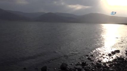 Çıldır Gölü'nün Simgesi Sarı Sazanlar, 'Sessiz Sedasız' Bir Yok Oluşun Eşiğinde